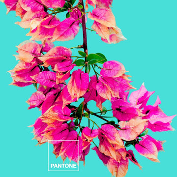 Nahaufnahme der pinken Bugnavilla-Blume, passend zum Bettwäsche-Set Pantone. Lebendige Farben und Textur.