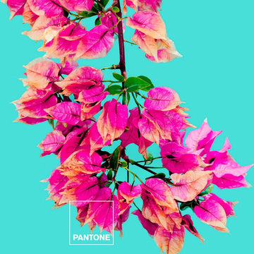 Bettdeckenbezug Bugnavilla Pantone mit floralem Design und farbenfrohen Blumen auf Türkis.