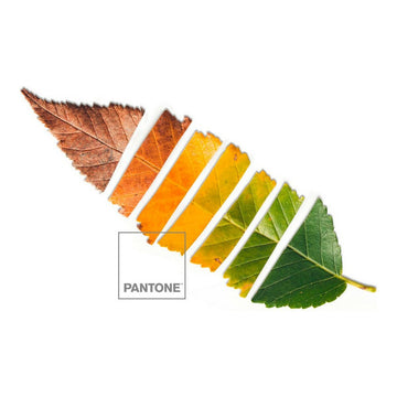 Blatt Pantone Bettwäsche: Farbverlauf von Braun zu Grün auf einem Blatt.