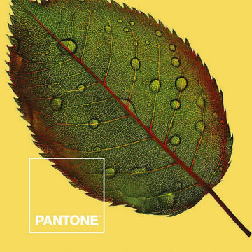 Bettdeckenbezug Nature mit Blattmuster und Wassertropfen auf gelbem Pantone Hintergrund.