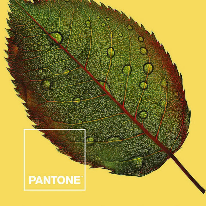 Bettdeckenbezug Nature mit Blattmuster und Wassertropfen auf gelbem Pantone Hintergrund.