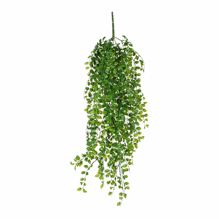 Hängende Ficus Dekorationspflanze mit kleinen grünen Blättern für eine natürliche Optik.